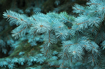 Naklejka na ściany i meble Branches of blue fir tree background