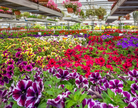 greenhouse scenery