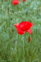 close up blooming red poppy flowers field