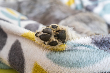 Paws of a miniature schnauzer sleeping on top of the armchair