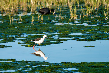 Little Bird in the Lagoon Fuente de Piedra, Andalusia, Spain