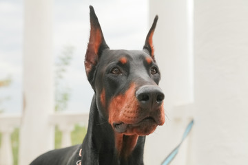 Doberman Pincher relaxing in the autumn park. Portrait of black dog.