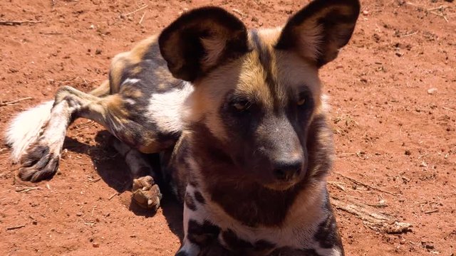 Rare and endangered African wild dogs roam the savannah in Namibia, Africa.