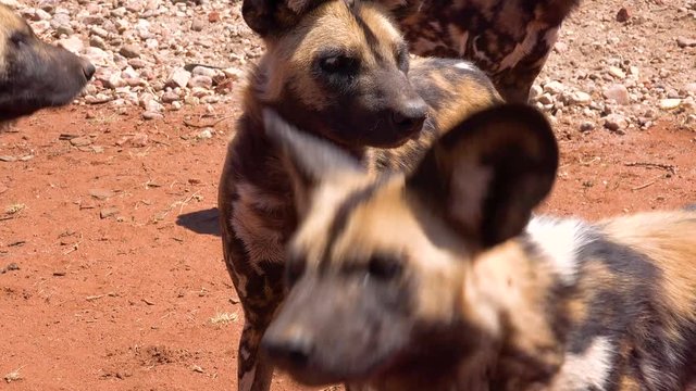 Rare and endangered African wild dogs roam the savannah in Namibia, Africa.