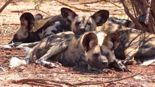 Rare and endangered African wild dogs with huge ears roam the savannah in Namibia, Africa.