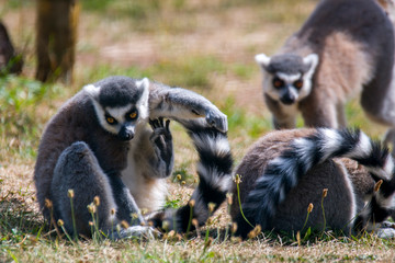 cuddly cute lemur monkey © Mario Plechaty