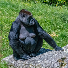 Naklejka premium Gorilla, monkey, female sitting in the grass, portrait of a great ape