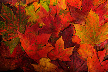 Multicolored maple leaves lie on the grass, autumn coming concept