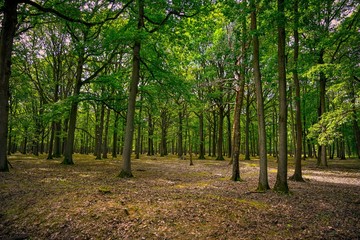 Fototapeta premium Paysage forestier