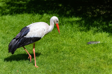    White stork, Ciconia ciconia standing on the grass, beautiful bird
