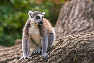 cuddly cute lemur monkey