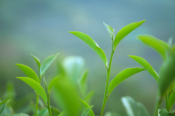 Fresh tea  leaves.