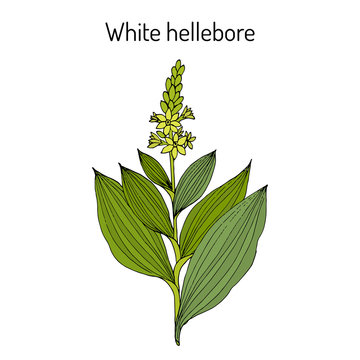 White hellebore Veratrum album , medicinal plant.