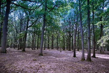 Paysage forestier