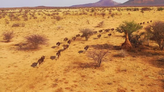 Excellent drone aerial of black wildebeest running on the plains of Africa, Namib desert, Namibia.
