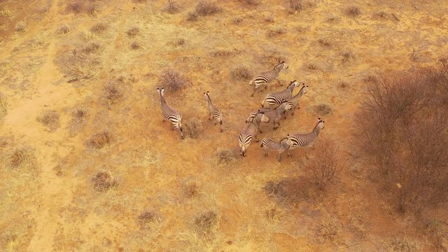 Excellent wildlife aerial of zebras standing and walking on the plains of Africa, Erindi Park, Namibia.