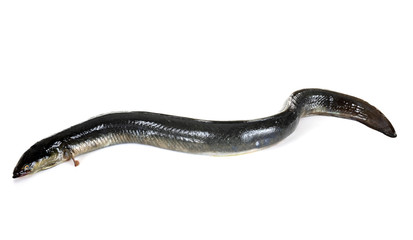 European eel in studio