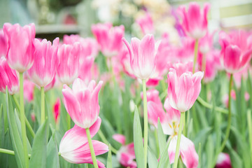Obraz premium Tulip flowers in garden nature background