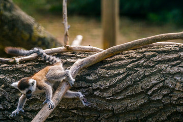 cuddly cute lemur monkey