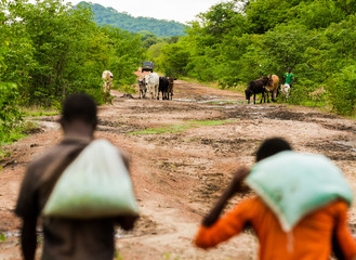 African farmers walking their cattle to pasture while carrying seed for planting
