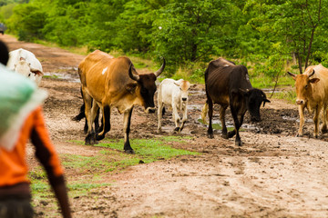 African farmers walking their cattle to pasture while carrying seed for planting