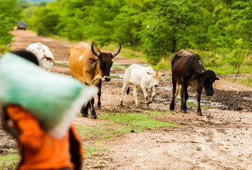 African farmers walking their cattle to pasture while carrying seed for planting