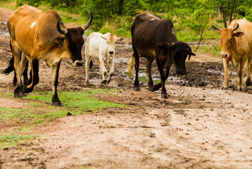 African farmers walking their cattle to pasture while carrying seed for planting