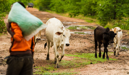 African farmers walking their cattle to pasture while carrying seed for planting