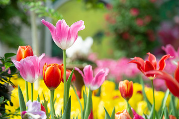 Tulip flowers  in garden nature background