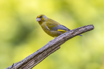 European greenfinch looking at camera