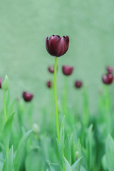 Fototapeta premium Tulip flowers in garden nature background