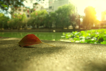 A Leaf Under Direct Sunlight