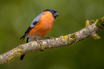 Eurasian bullfinch male
