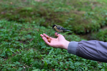 Man hand and birds. Great tits is watching on nuts.