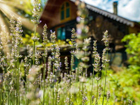 wooden  cotage house