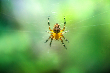 spider on the web, spider close-up, wallpaper with a spider on an abstract green background