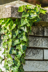 Wild ivy, which is down a bulwark fence