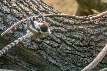 cuddly cute lemur monkey