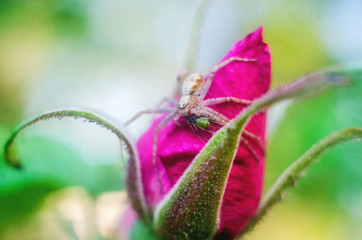 spider eats an insect, spider,  insect
