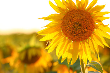 Beautiful blooming sunflower in field, closeup