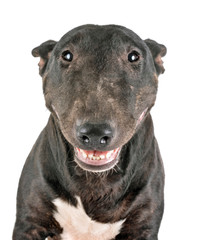 Naklejka premium miniature bull terrier in studio