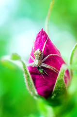 spider eats an insect, spider,  insect