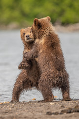 Obraz premium Ruling the landscape, brown bears of Kamchatka (Ursus arctos beringianus)
