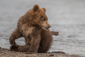 Ruling the landscape, brown bears of Kamchatka (Ursus arctos beringianus)