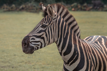 Chapman's zebra, Equus quagga chapmani, plains zebra with pattern of black and white stripes. Portrait