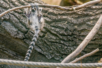 cuddly cute lemur monkey