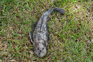 Obraz premium Fish Sock died on land