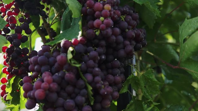Bunches of heavy ripe dark purple vine grape with bloom growing in row at vineyard farm, green and red leaves