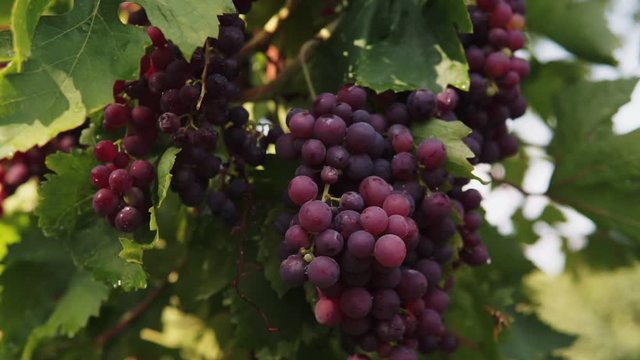 Bunches of heavy ripe dark purple vine grape with bloom growing in row at vineyard farm, green and red leaves
