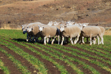 Dormer sheep on farm